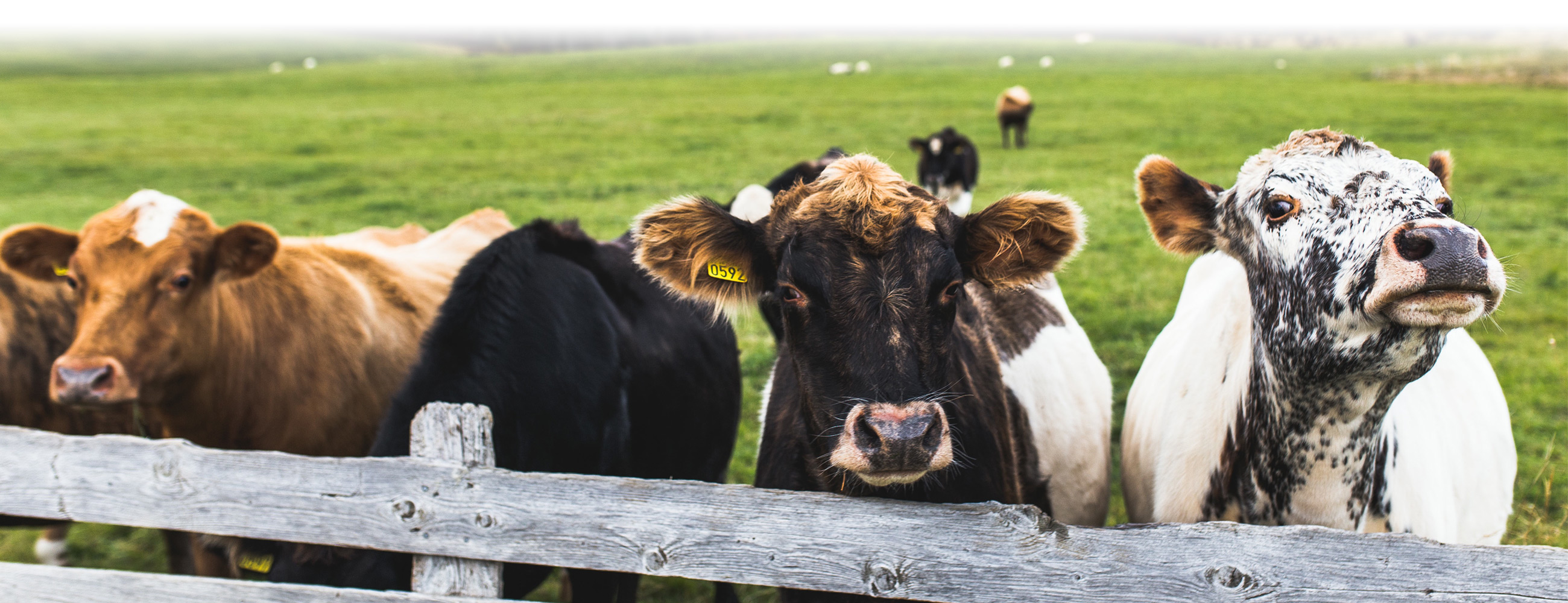 CCWG Livestock Supplies & Equestrian Centre CCWG Livestock Supplies