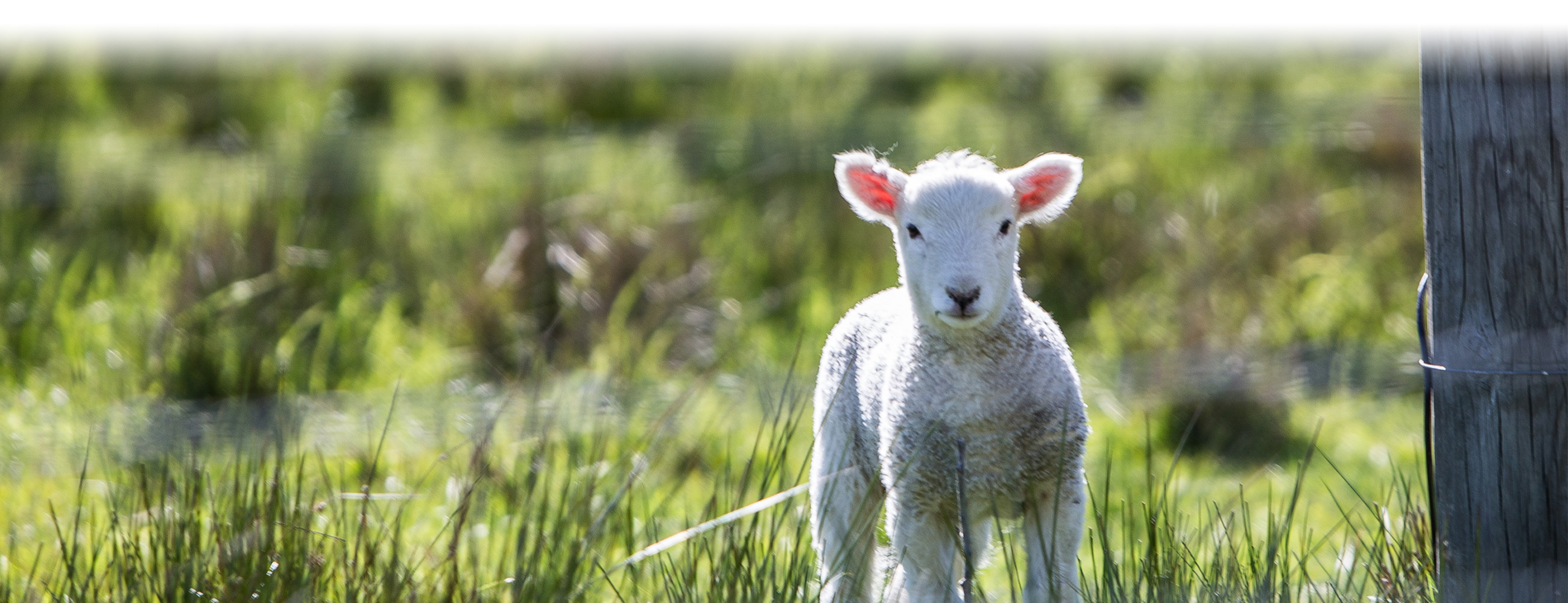 CCWG Livestock Supplies & Equestrian Centre CCWG Livestock Supplies